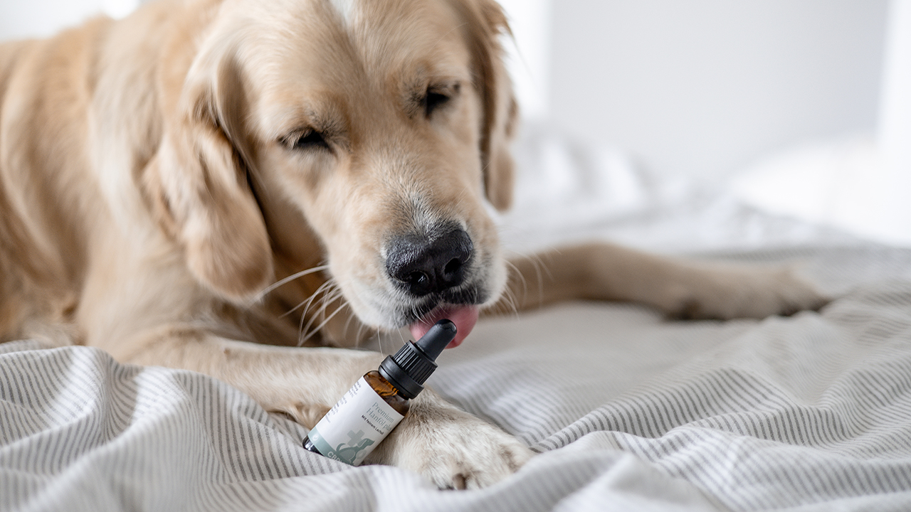 CBD Öl für Hunde kaufen in Premium Qualität CBD Öl für Hunde kaufen in Premium Qualität