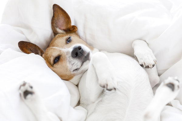 CBD Hundekekse: entspannt bei Stress CBD Hundekekse: entspannt bei Stress