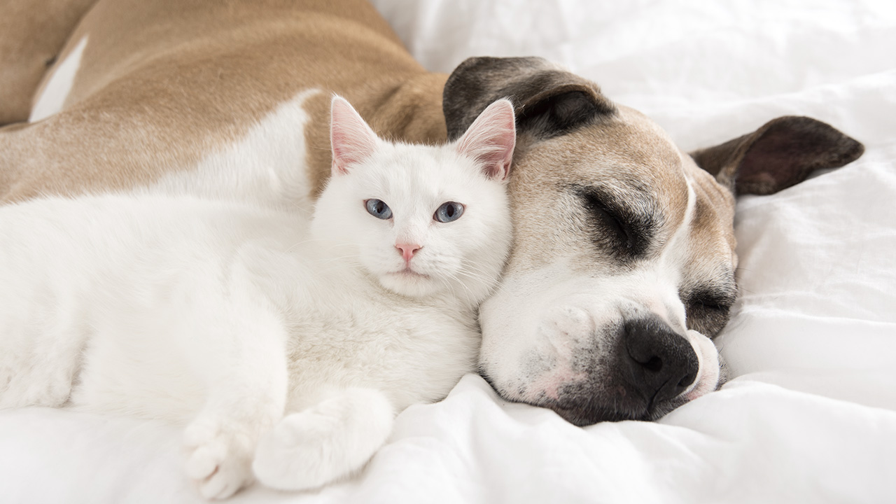 CBD für entspannte Katzen und kleine Hunde CBD für entspannte Katzen und kleine Hunde