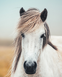 CBD für Tiere CBD für Tiere