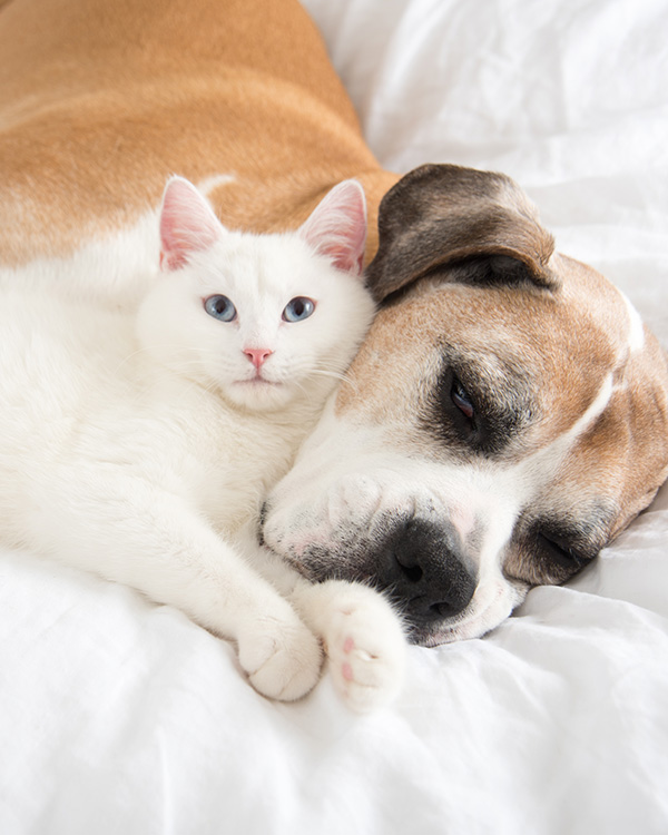 Tierliebe ist menschlich Tierliebe ist menschlich
