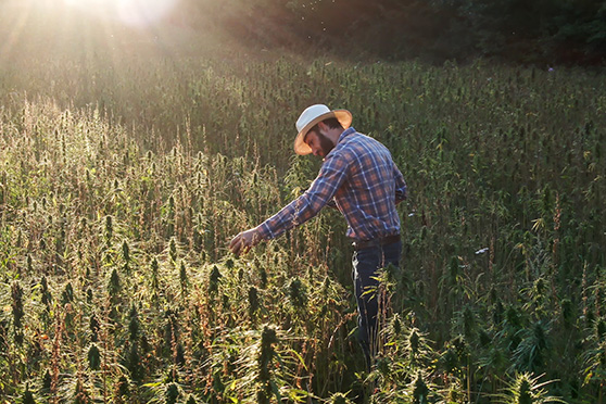 CBD Kapseln mit Mehrwert CBD Kapseln mit Mehrwert