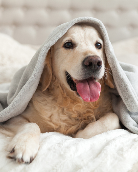 Unterschiede zwischen CBD Hanfölen für Hunde & Katzen und VET Ölen Unterschiede zwischen CBD Hanfölen für Hunde & Katzen und VET Ölen